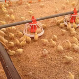 Libya customer chicken house installation case